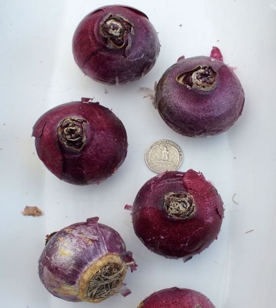 Hyacinthus orientalis Miss Saigon | Van Engelen Wholesale Flower Bulbs