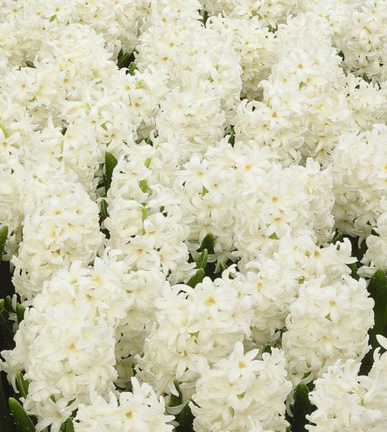 Van Engelen Hyacinthus orientalis Carnegie