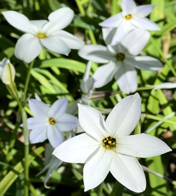 Ipheion uniflorum Alberto Castillo - Thumbnail 2