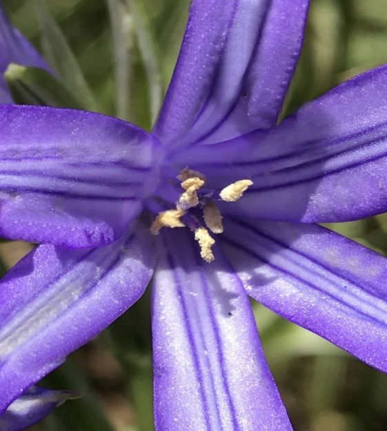 Ixiolirion tataricum ssp pallasii | Van Engelen Wholesale Flower Bulbs