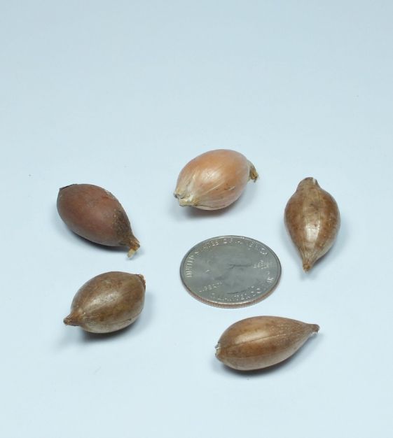 Ixiolirion tataricum ssp pallasii | Van Engelen Wholesale Flower Bulbs