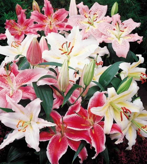 white pink lily Asiatic Lilies main image 1