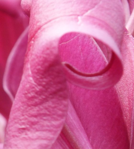 Orienpet Lily Robina | Van Engelen Wholesale Flower Bulbs