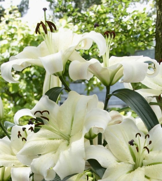 Van Engelen Lily Pretty Woman