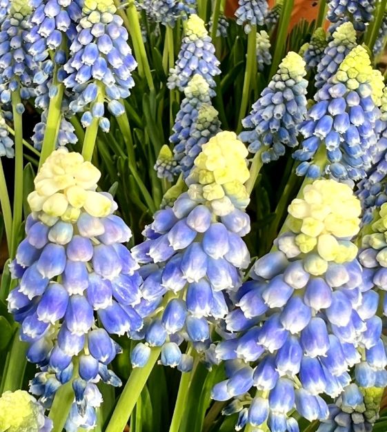 air cleaning plants for bedroom Classy Air-Purifying Bedroom Plants Combo  Greenkin