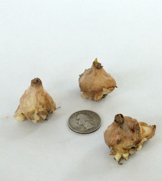 Van Engelen Muscari aucheri - Thumbnail 2