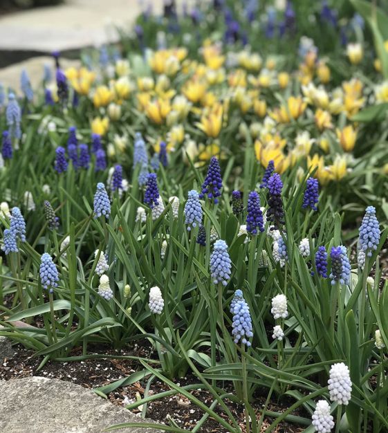 Van Engelen Muscari Mixture - Thumbnail 3