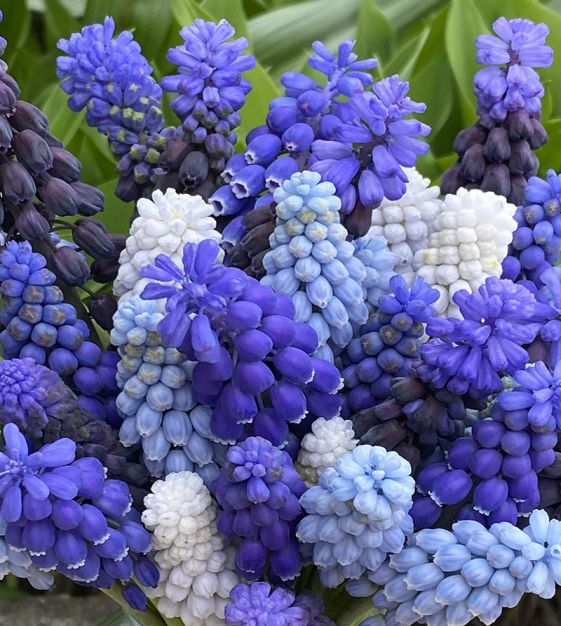Van Engelen Muscari Mixture