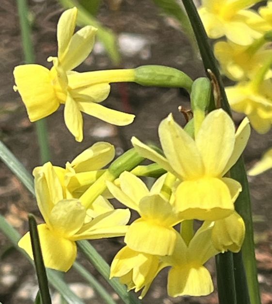 Triandrus Narcissus Angel's Whisper | Van Engelen Wholesale Flower
