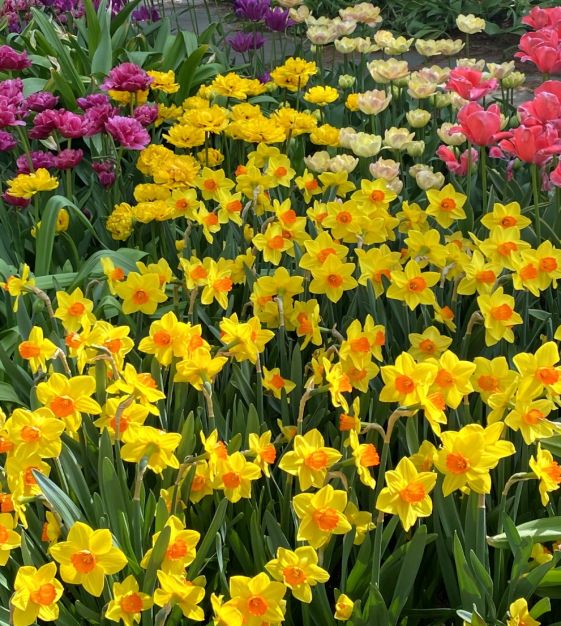 Narcissus Brackenhurst | Van Engelen Wholesale Flower Bulbs