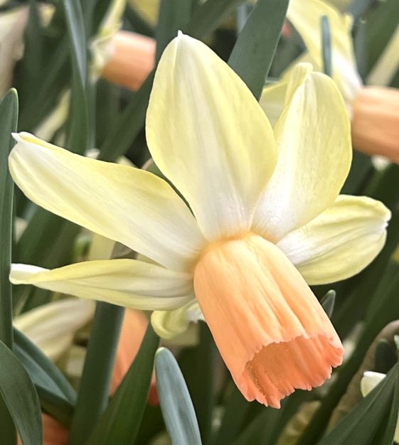 Narcissus Carice | Van Engelen Wholesale Flower Bulbs