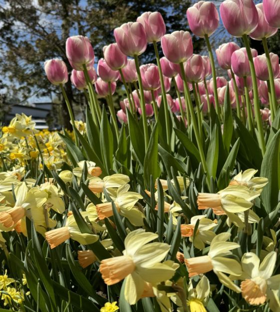 Narcissus Carice | Van Engelen Wholesale Flower Bulbs