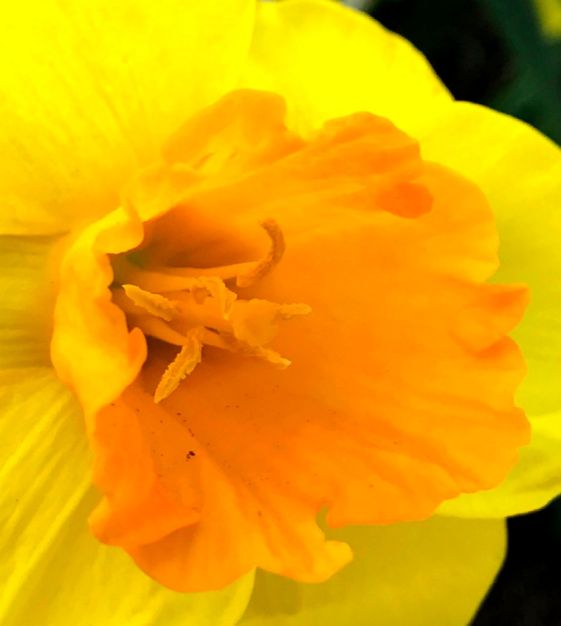 タレントカード narcissus Narcissi Long-lasting 'Large Flowering Mixture' Daffodil from ADR