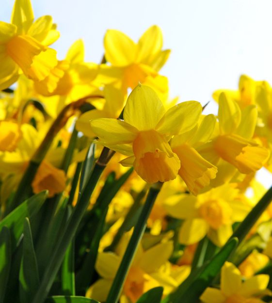 The Cyclamineus Narcissus Mixture | Van Engelen Wholesale Flower Bulbs