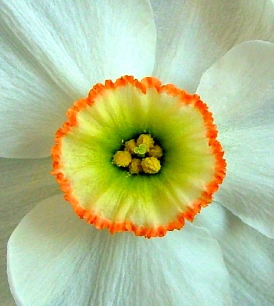 Narcissus Dreamlight