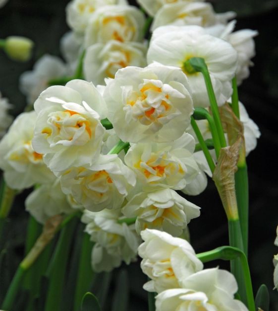 The Fragrant Narcissus Mixture