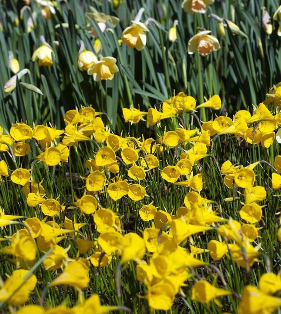 Van Engelen Narcissus bulbocodium