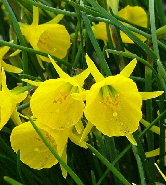 Van Engelen Narcissus bulbocodium - Thumbnail 3