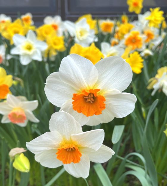The Narcissus Grand Mixture