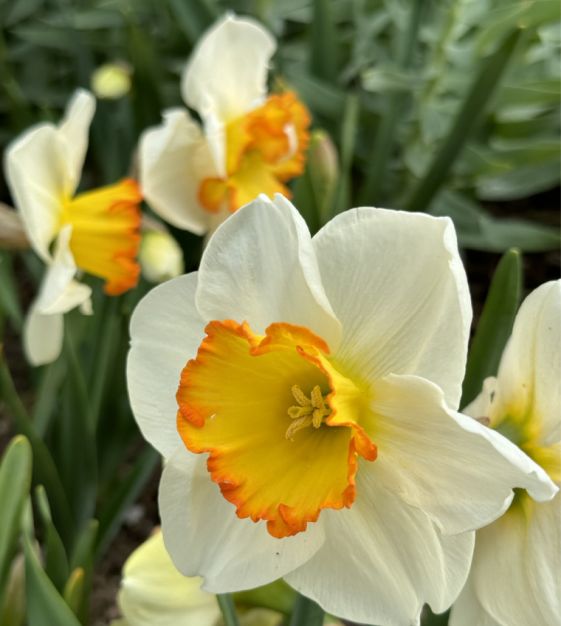 Large Cupped Narcissus Hawaiian Skies | Van Engelen Wholesale