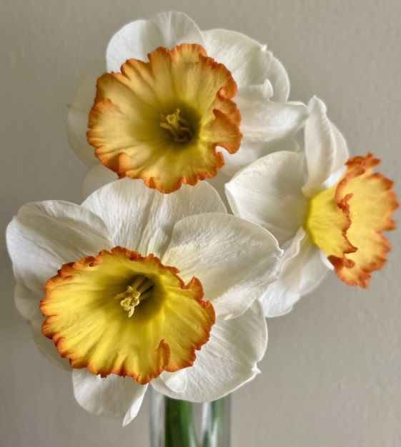 Large Cupped Narcissus Hawaiian Skies | Van Engelen Wholesale