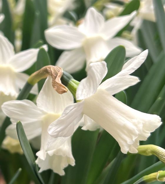 Van Engelen Narcissus Garden - Thumbnail 4