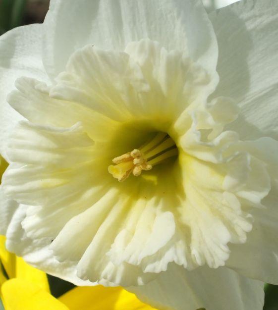 Van Engelen Narcissus Ice Follies - Thumbnail 2