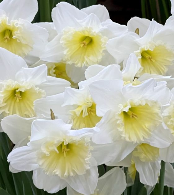 Van Engelen Narcissus Ice Follies