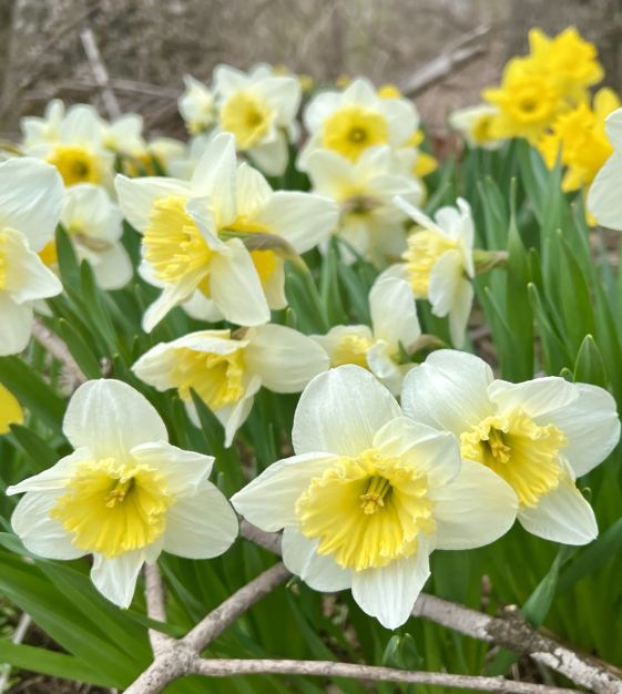 Van Engelen Narcissus Ice Follies - Thumbnail 3