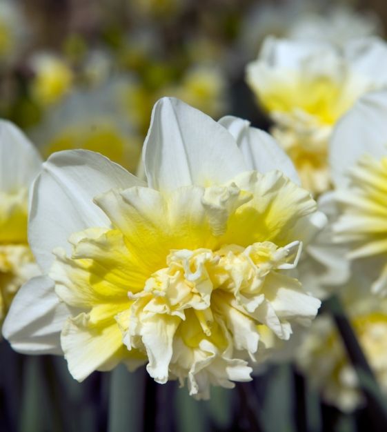 Van Engelen Narcissus Ice King - Thumbnail 2