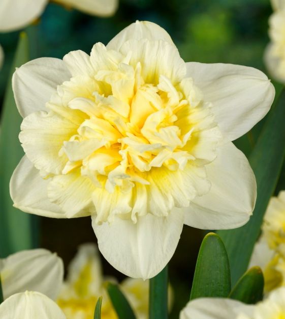 Van Engelen Narcissus Ice King