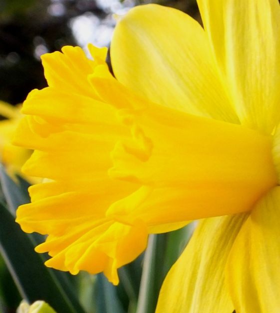Van Engelen Narcissus Dutch Master - Thumbnail 3