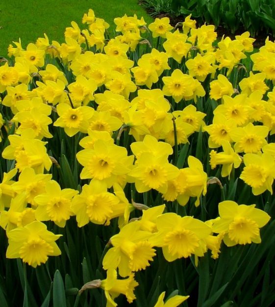 Van Engelen Narcissus Dutch Master - Thumbnail 2