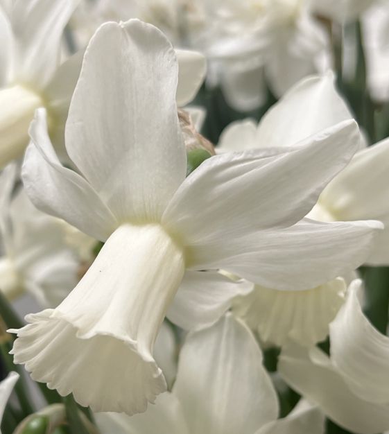 Cyclamineus Narcissus Lady Madonna | Van Engelen Wholesale Flower