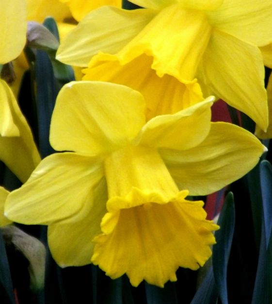Narcissus Marieke