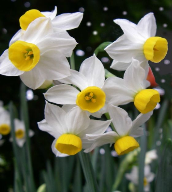 The Miniature Narcissus Mixture