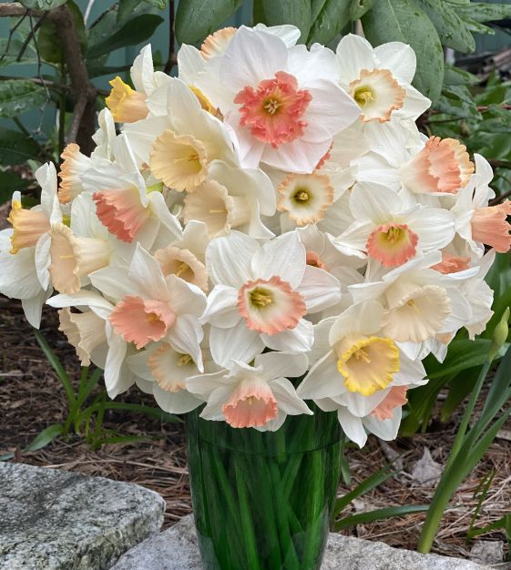 タレントカード narcissus The Ravishing All-Pink Narcissus Mixture