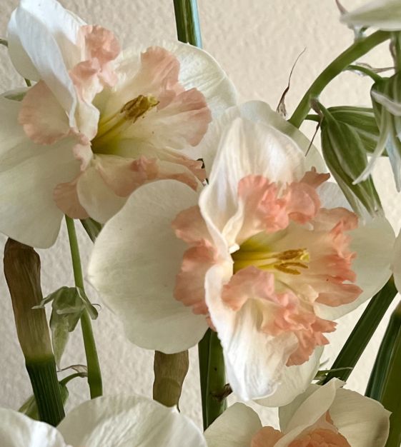 Narcissus Pink Wonder