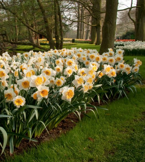 Narcissus Soestdijk | John Scheepers Beauty from Bulbs