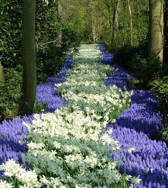 Van Engelen Narcissus Thalia - Thumbnail 2