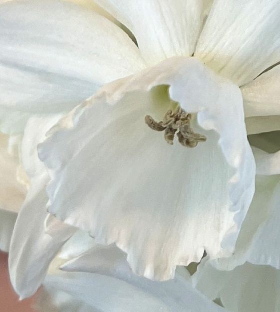 Van Engelen Narcissus Thalia - Thumbnail 3