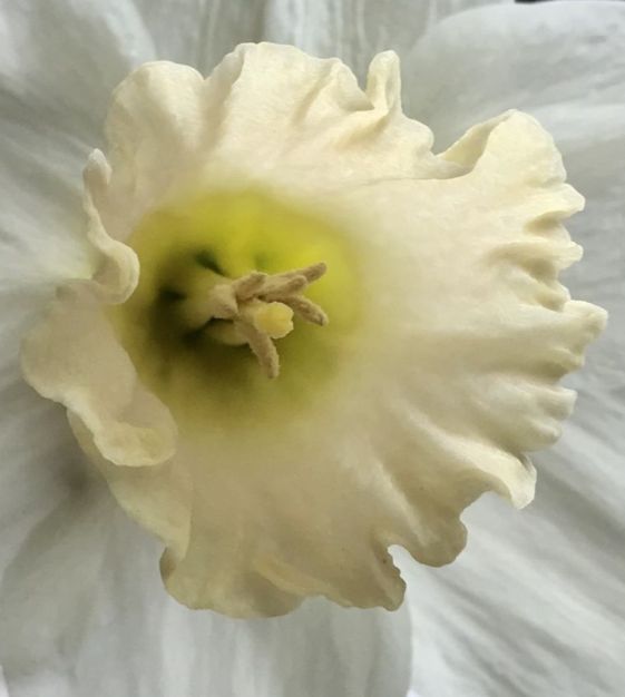 Landscape-Sized Narcissus Watch Up | Van Engelen Wholesale Flower