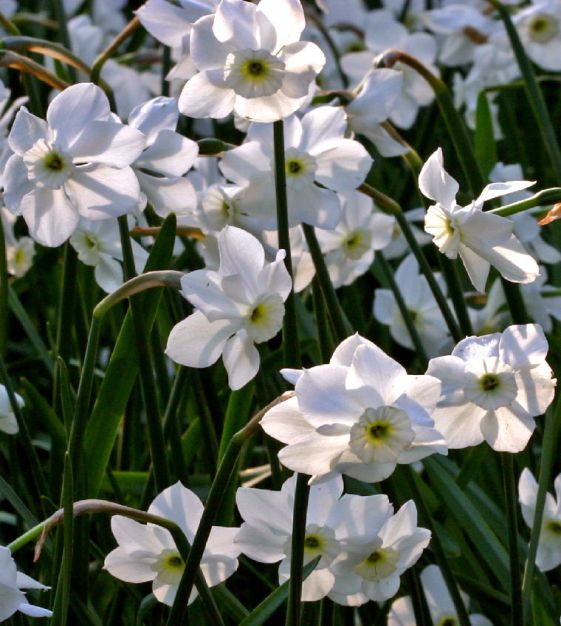 Narcissusシフォン迷彩ビスチェ Split-Cup Narcissus Lemon Taffeta | John Scheepers Beauty From Bulbs