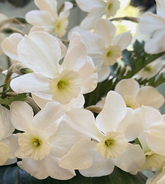 Narcissus Xit