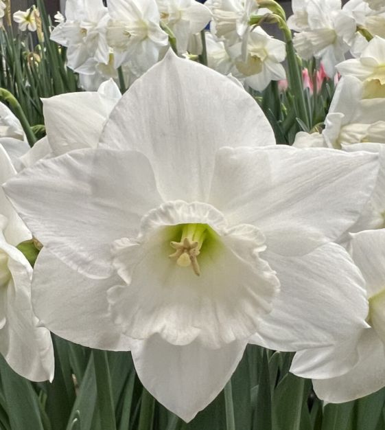 Narcissus♡即完売プチネック Narcissus Precocious – Floret Library