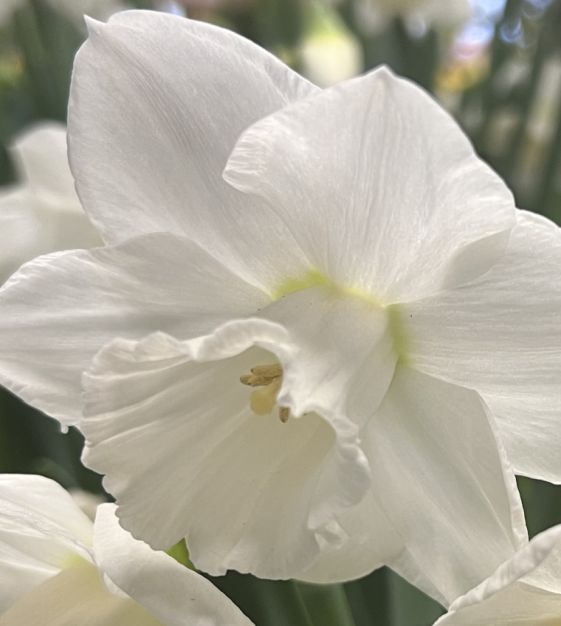 Narcissus♡オーガンジー♡新作 Large Cupped Narcissus Arctic Power | Van Engelen Wholesale Flower