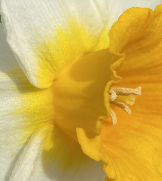 Large Cupped Narcissus Bitcoin | Van Engelen Wholesale Flower Bulbs