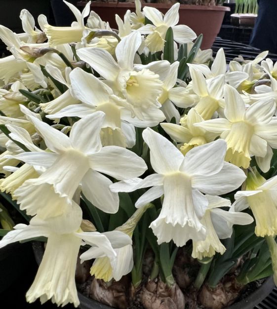 Van Engelen Narcissus Garden - Thumbnail 5