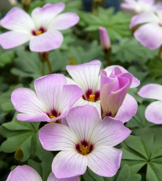 Van Engelen Oxalis adenophylla