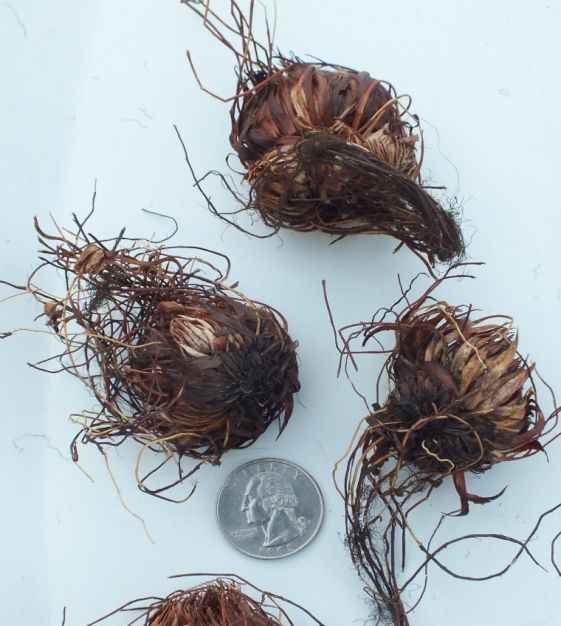 Van Engelen Oxalis adenophylla - Thumbnail 3
